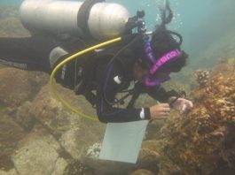 En México, los científicos se apresuran para salvar los corales de las Islas Marietas del calentamiento del océano