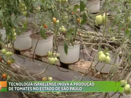 La tecnología israelí innova la producción de tomates ecológicos