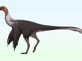 Dinosaurio de avestruces a largo plazo desenterrado en México