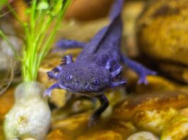 La esperanza de Axolotls en peligro de extinción como grupo criado en cautividad sobrevive en Wild