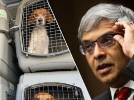 NIH cierra los laboratorios de experimentación acusados ​​de matar brutalmente a miles de beagles durante más de 40 años